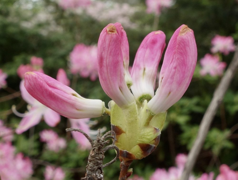 Flower buds of Rhododendron vaseyi