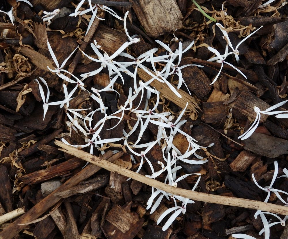 Fallen flower of Chionanthus retusus