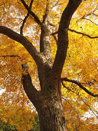 A pecan tree with golden fall foliage