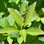 Leaves of Rhododendron vaseyi