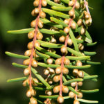 Pollen cones of Dawn Redwood