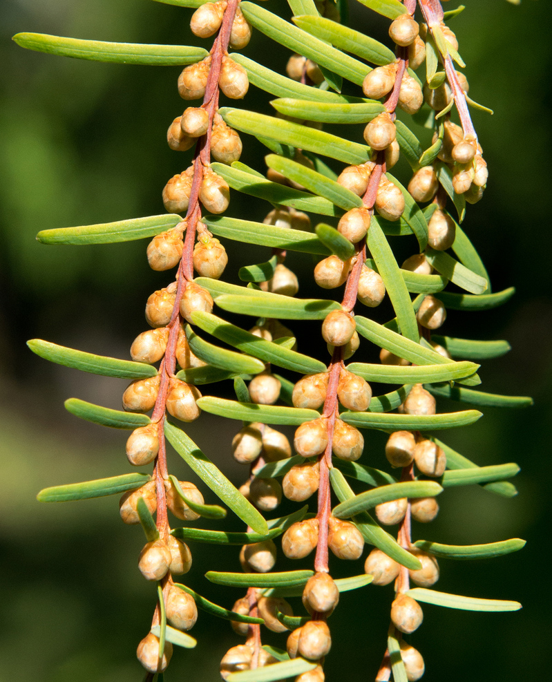 Pollen cones of Dawn Redwood