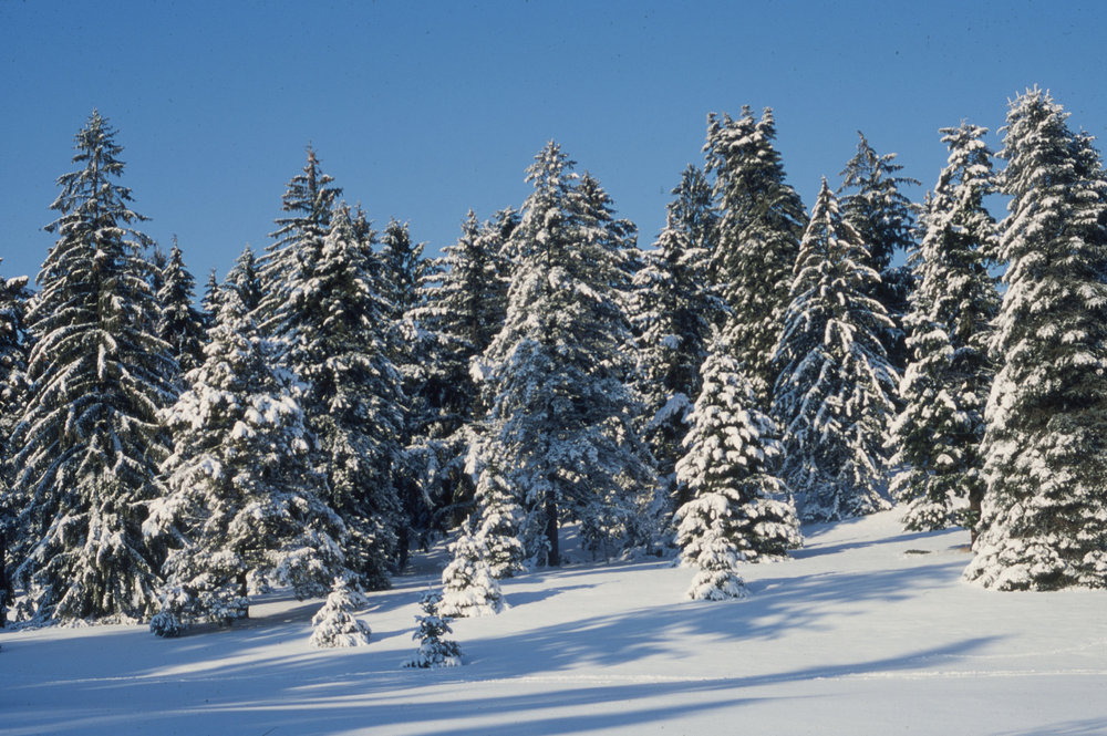 Conifer Collection - Arnold Arboretum