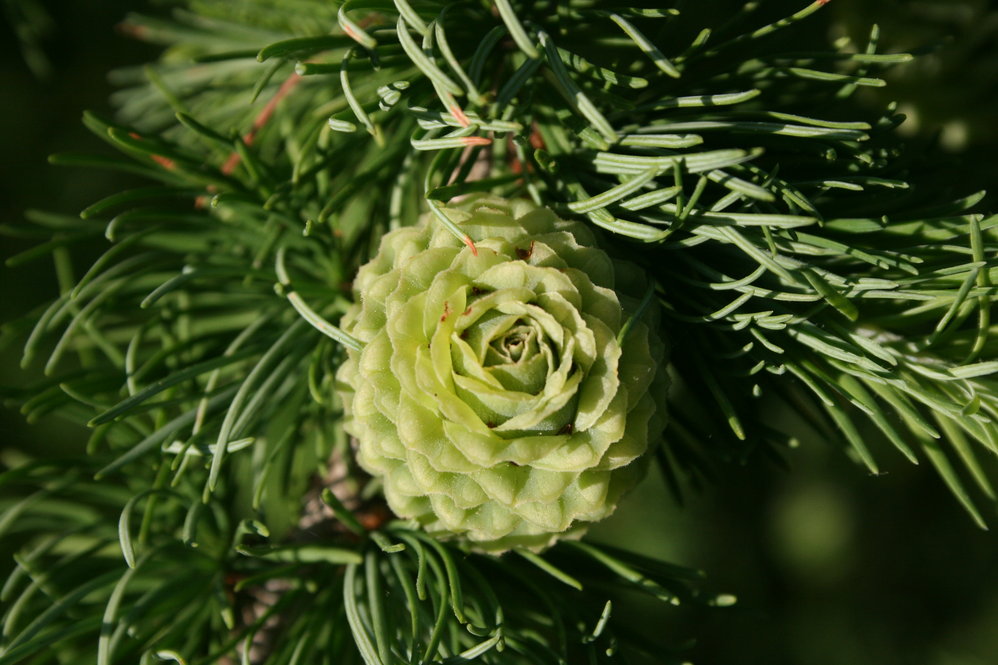 Larch Cones in Spring - Arnold Arboretum