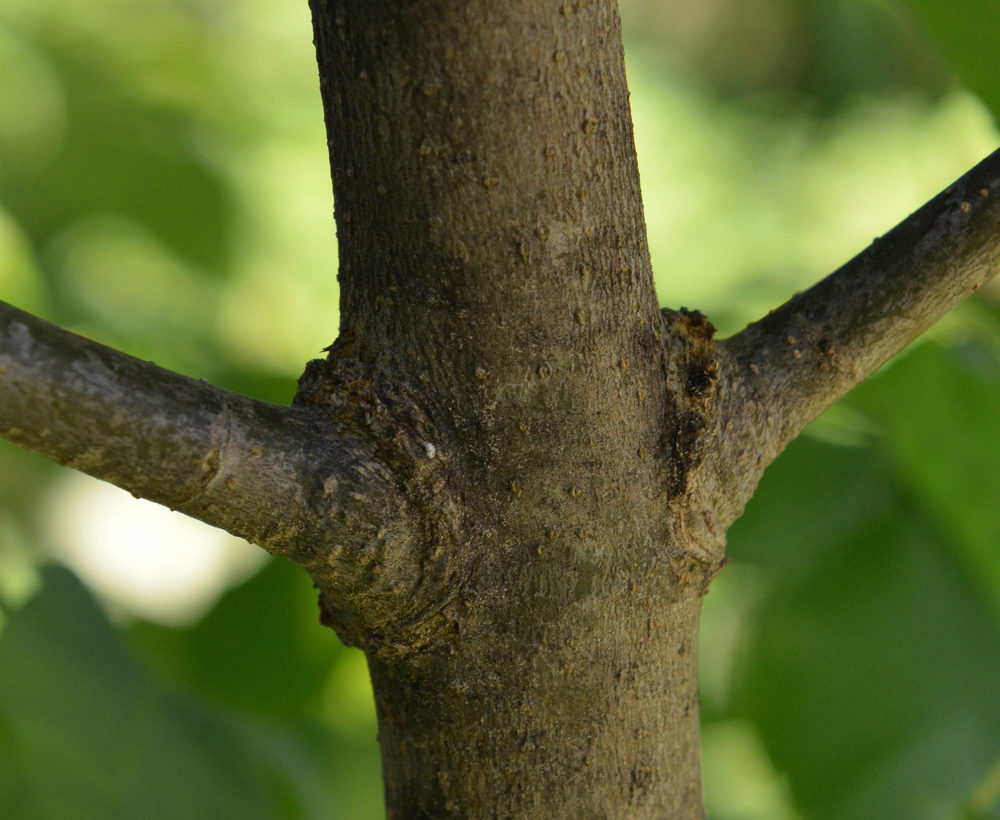 Stems of American Ash