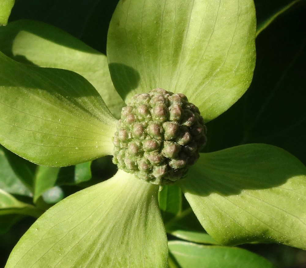 Inflorescence bud of Cornus kousa