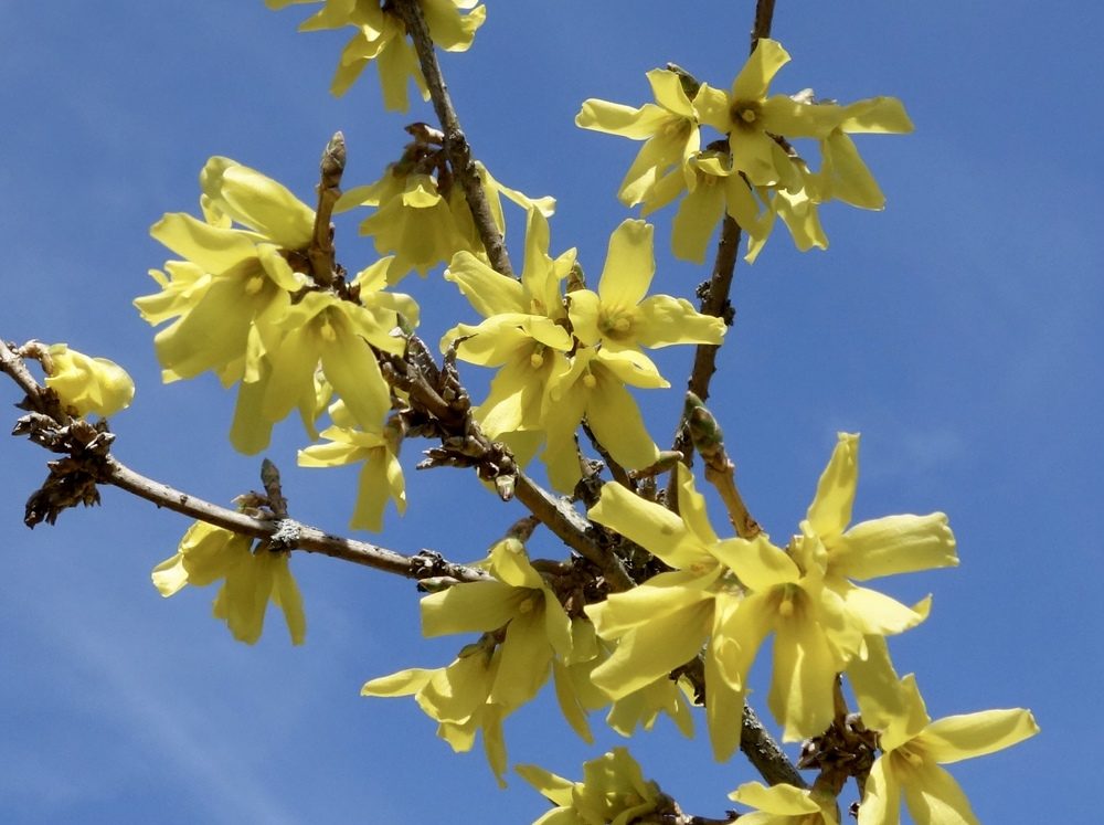 Flowers of Forsythia 'Meadowlark'