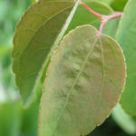 Leaves of Cercidiphyllum japonicum 368-2016*A