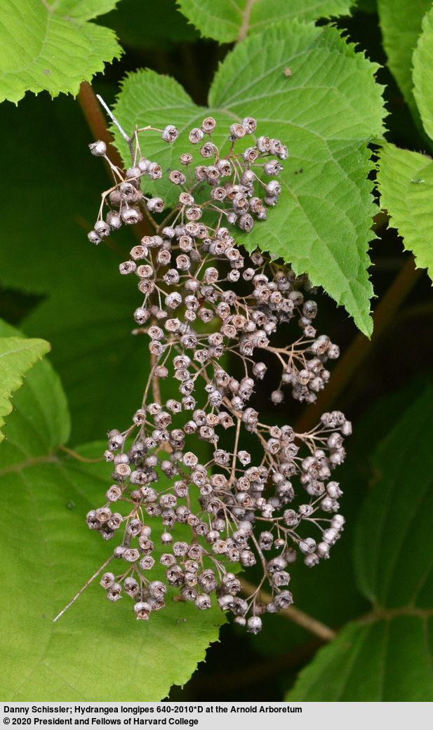 Hydrangea longipes drid seedheads