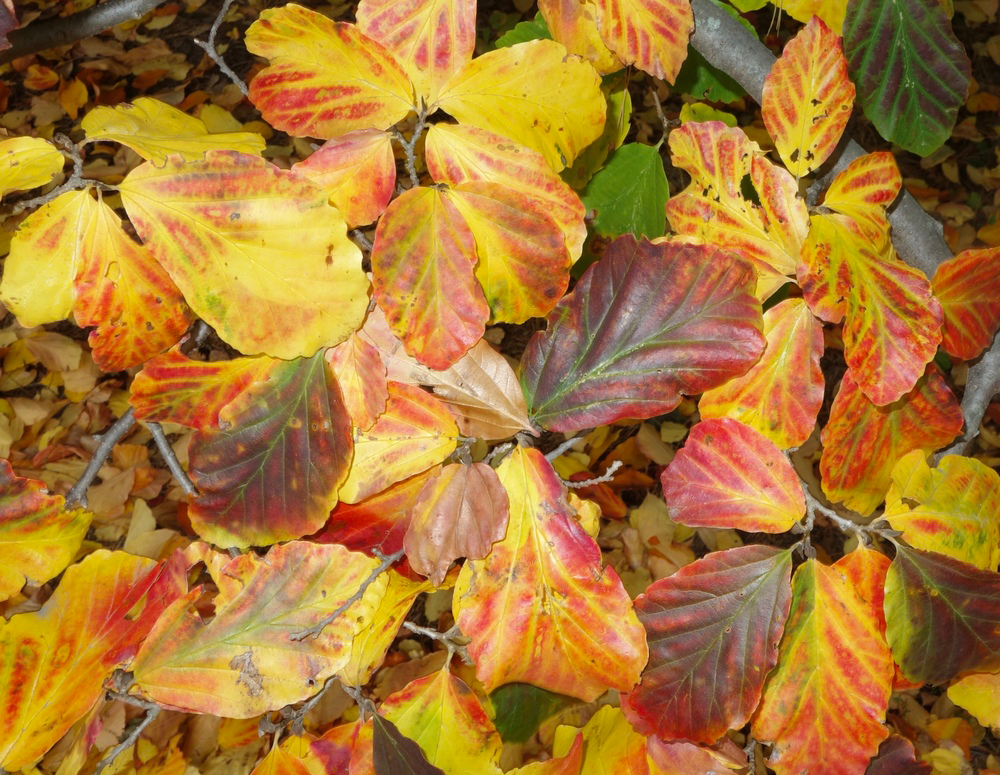 Fall color of Parrotia persica