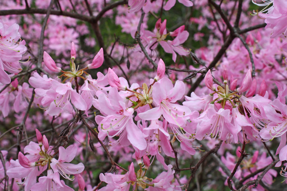 Flowers of Rhododendron vaseyi