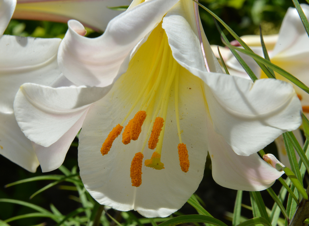 Flower of Lilium regale