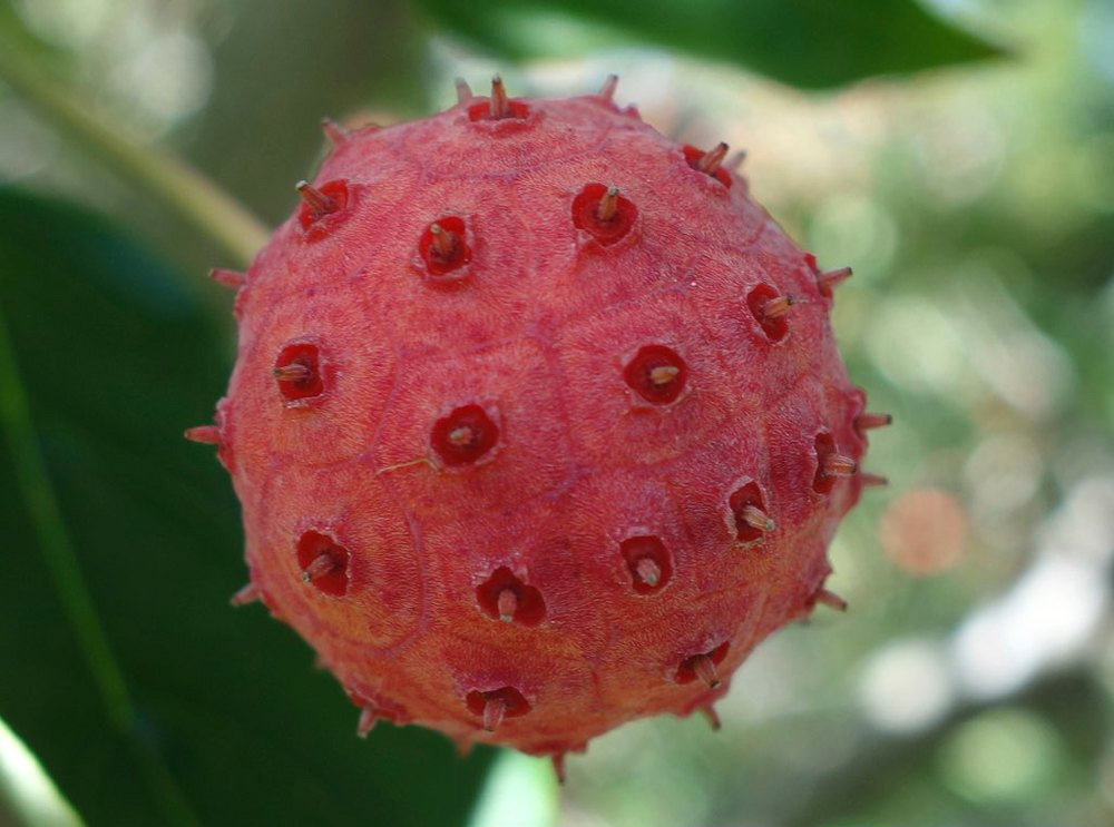 Fruit of Cornus kousa
