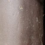 Bark of Cephalotaxus sinensis