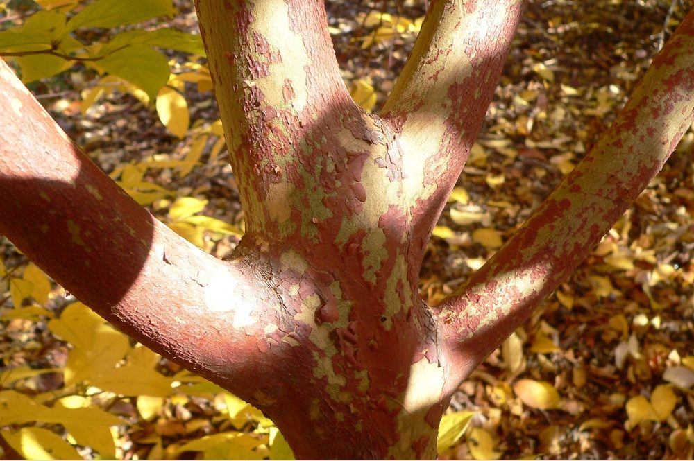 Trunk of Stewartia sinensis