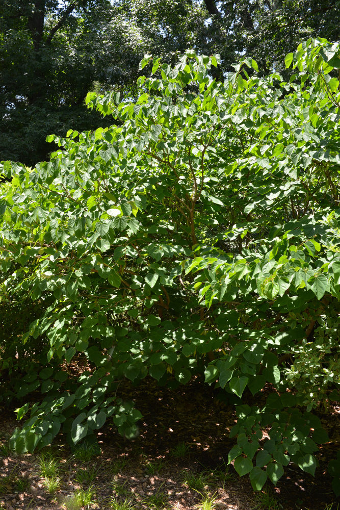 Cercis chinensis