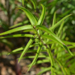 leaves of Lilium regale