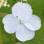 Hydrangea longipes white floret