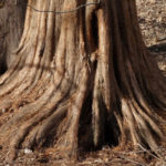 Trunk of Dawn Redwood