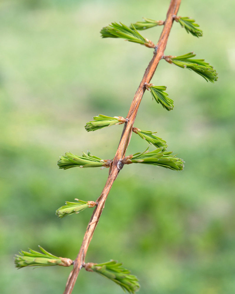 Stem of Dawn Redwood