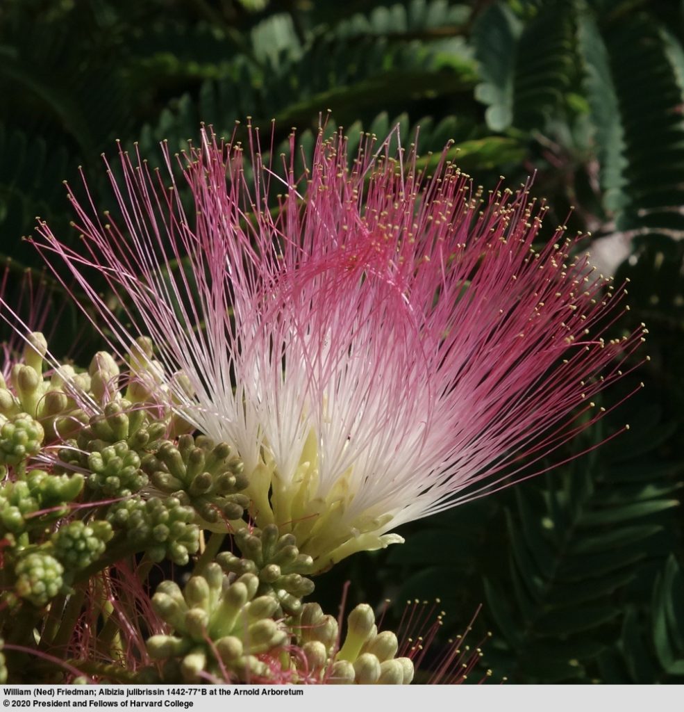 Flower of the silk tree