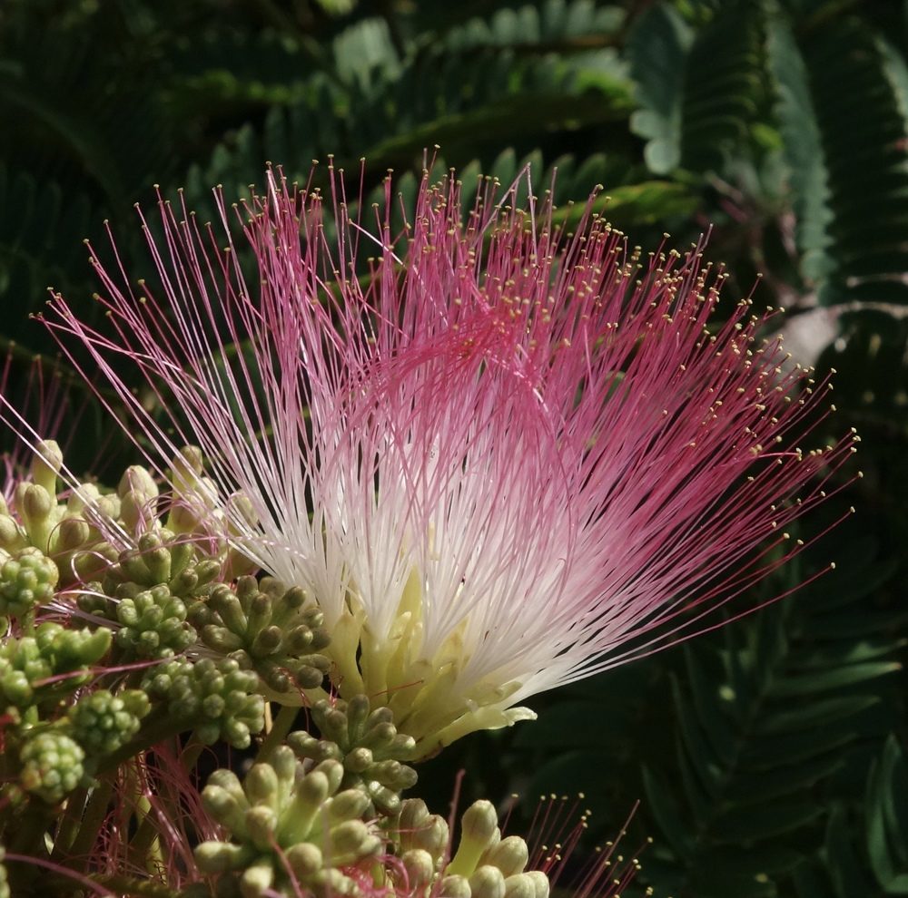 Flower of the silk tree
