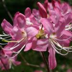 Flowers of Rhododendron vaseyi