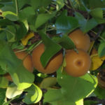 Fruit of Pyrus pyrifolia