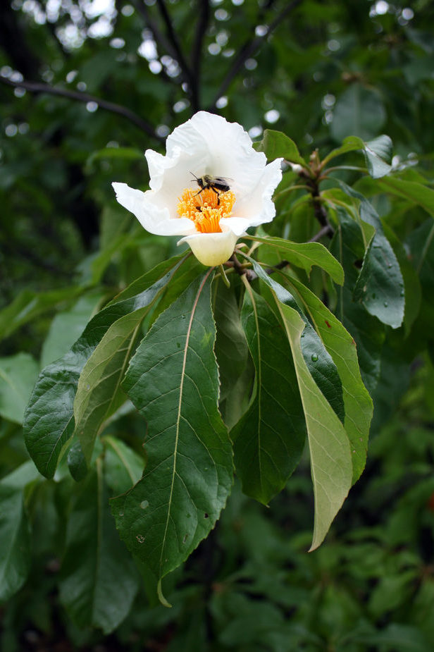 Franklin tree is flower