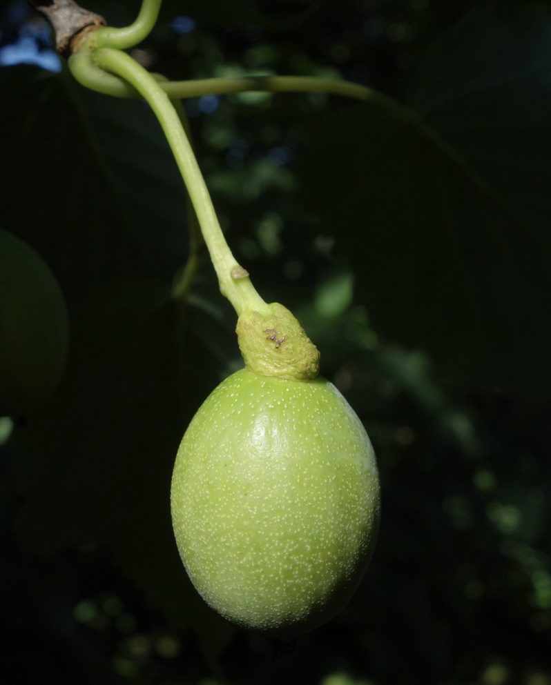 Fruit of Davidia involucrata var. vilmoriniana 5159-A