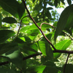 Foliage of Stewartia sinensis