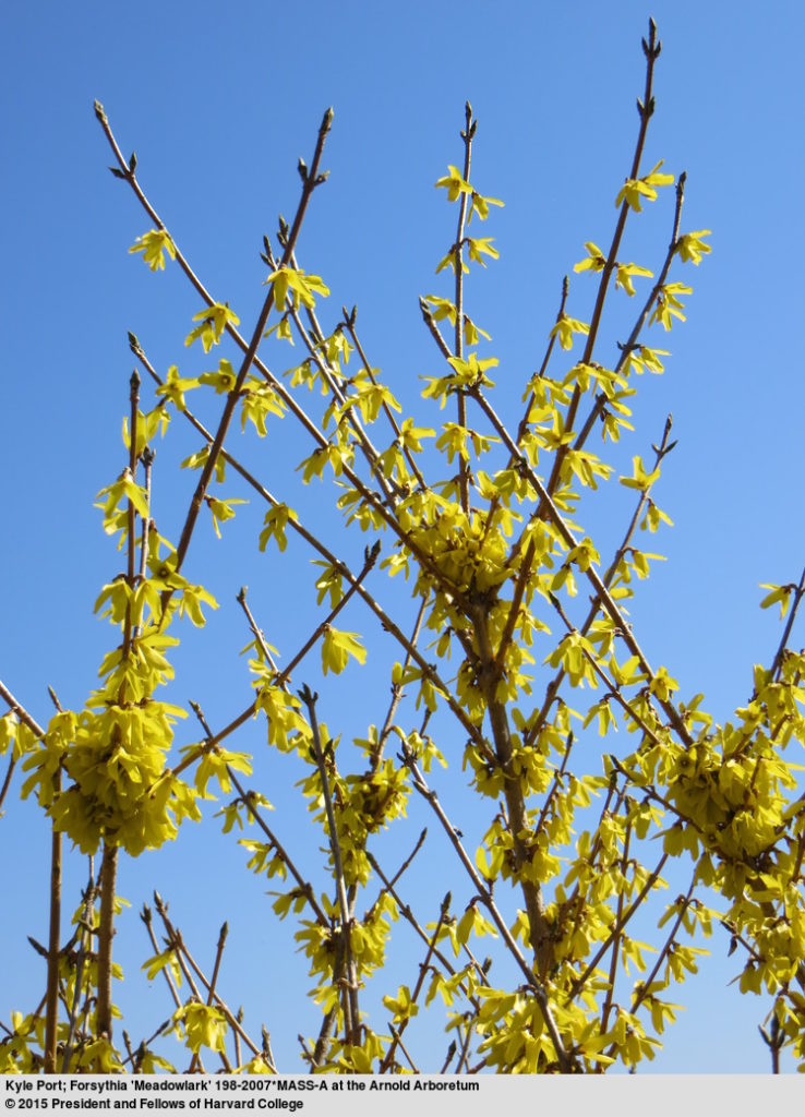 Flowers of Forsythia 'Meadowlark'