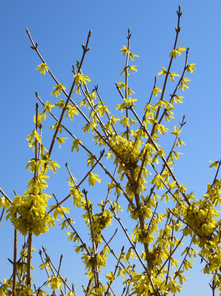 Mature plant with summer foliage.