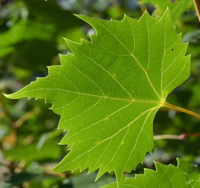 Green leaf of Mongolian linden