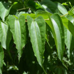 Leaves of Heptacodium niconioides