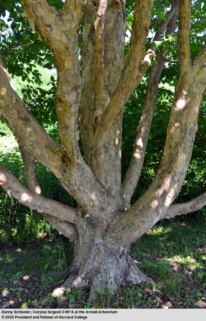 Harbert Tree Keeper’s Tour - Arnold Arboretum
