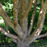 Corylus fargesii 3-98*A
