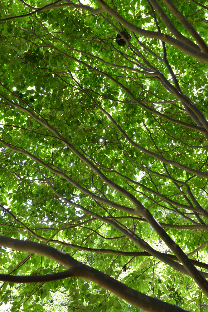A Class Called “Tree”