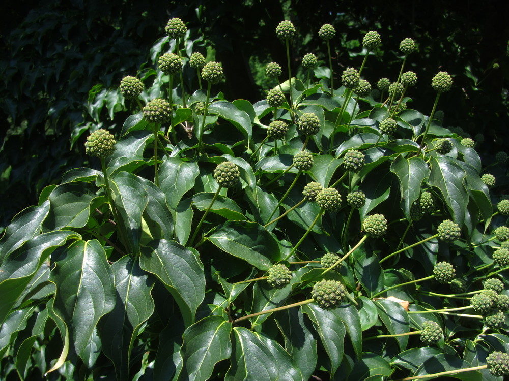Developing fruit of Cornus kousa