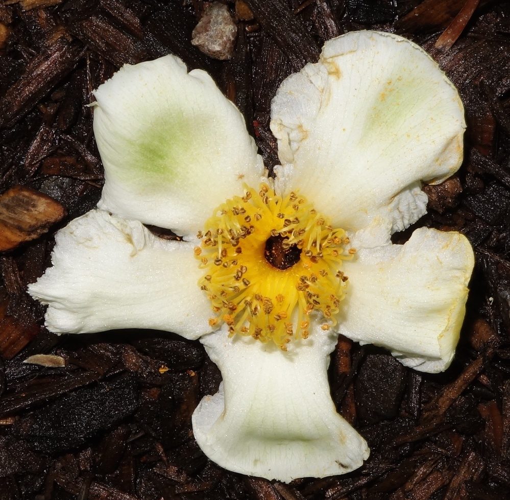 Fallen flower of Stewartia sinensis