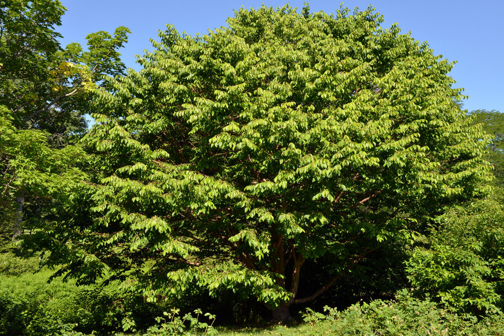 Mature plant showing pyramidal form.