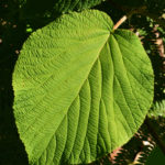 Large leaf of Forked Viburnum