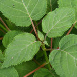Hydrangea longipes leaves