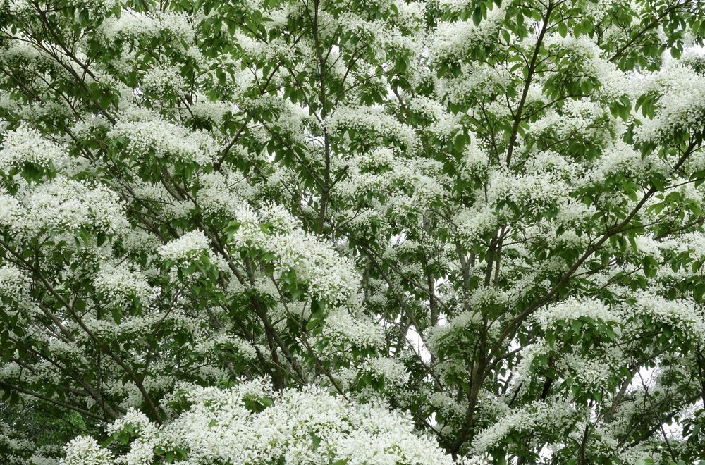 Chionanthus retusus in bloom