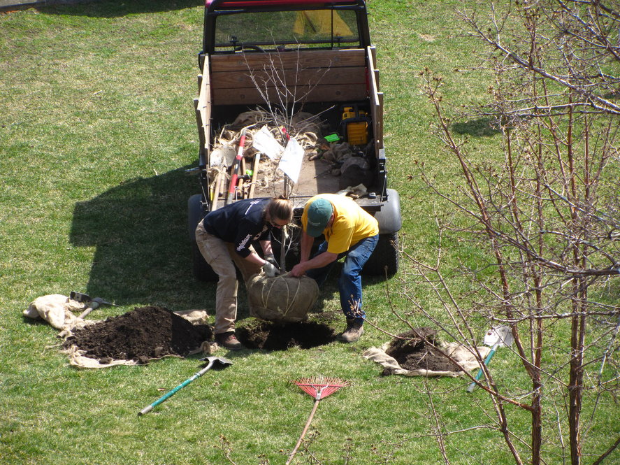 Horticulturists transplant a maple accession.