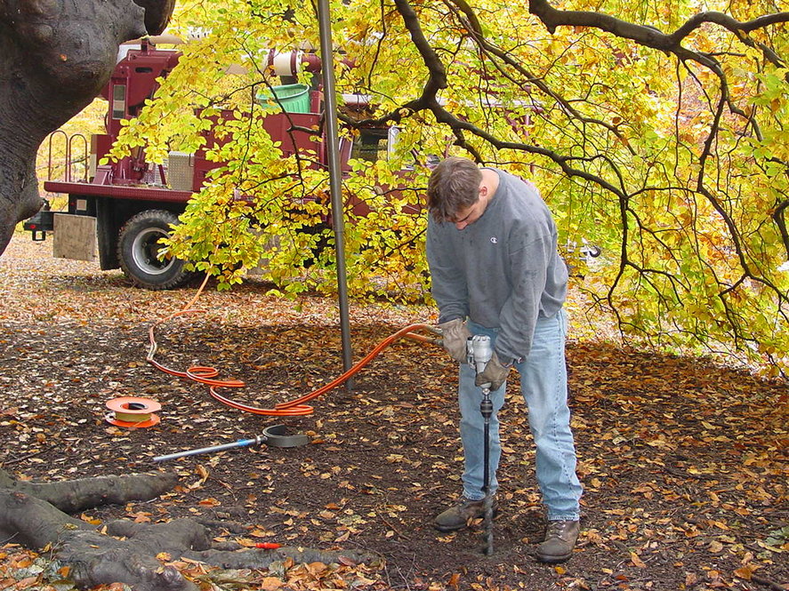 Arborist working on the roots of a beech tree