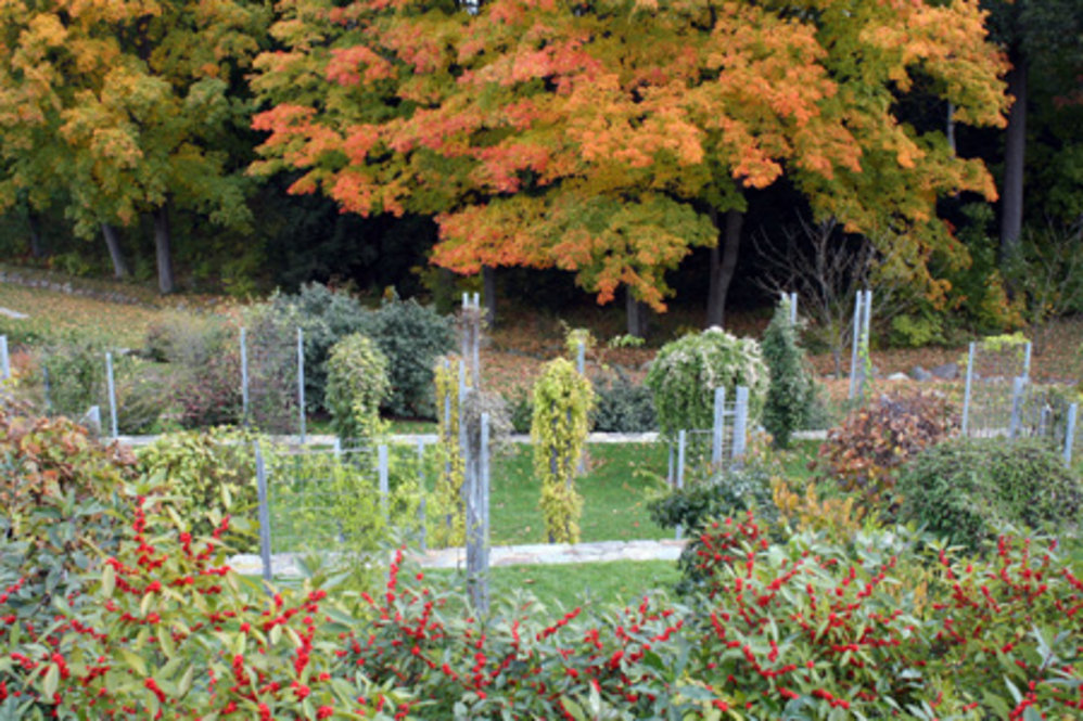 Vine trellises in the Leventritt Garden.