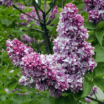 Two cones of pink and magenta lilacs over a leafy background