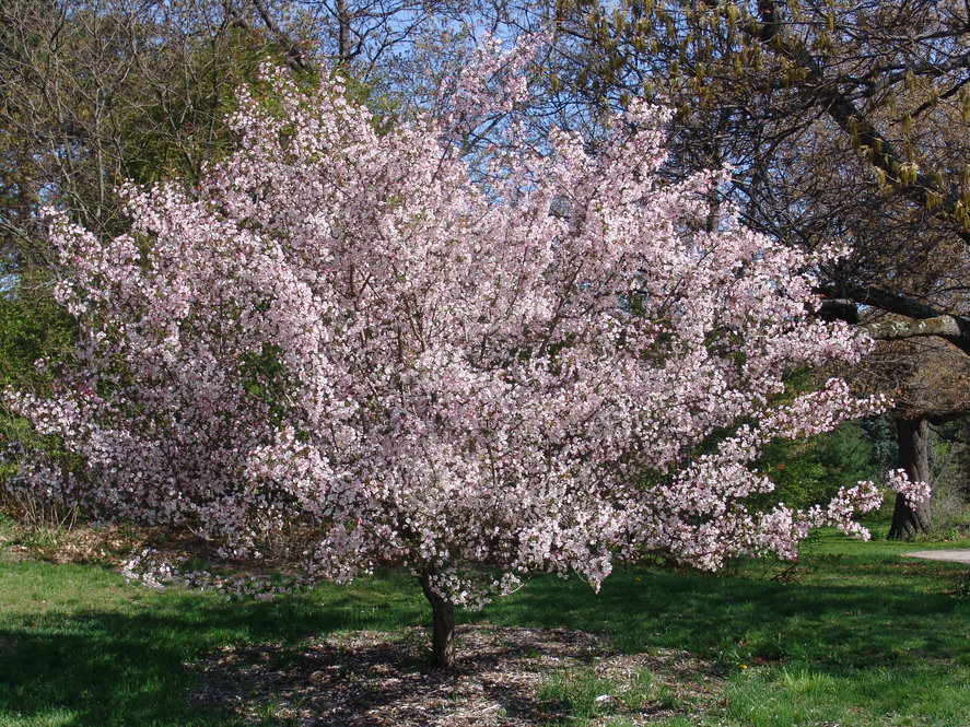 Malus baccata