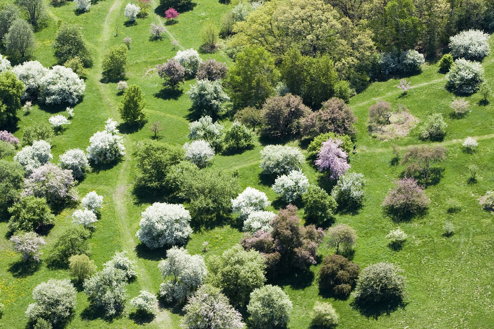 Aerial shot of the Crabapple Collection